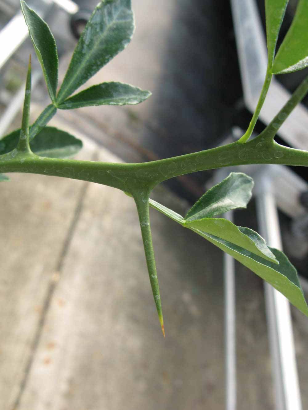              First year twig (Phillip Rucks Citrus Nursery, Frostproof,   FL)       